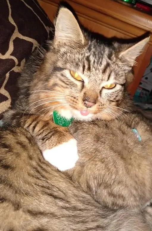 Lost cat in Tacoma, WA, 98405