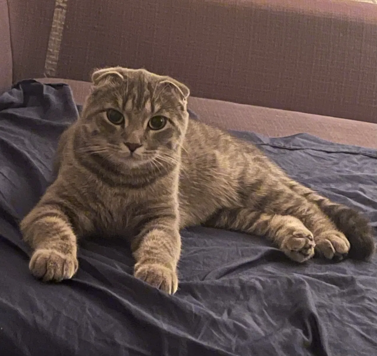 Lost cat in Orlando, FL, 32819