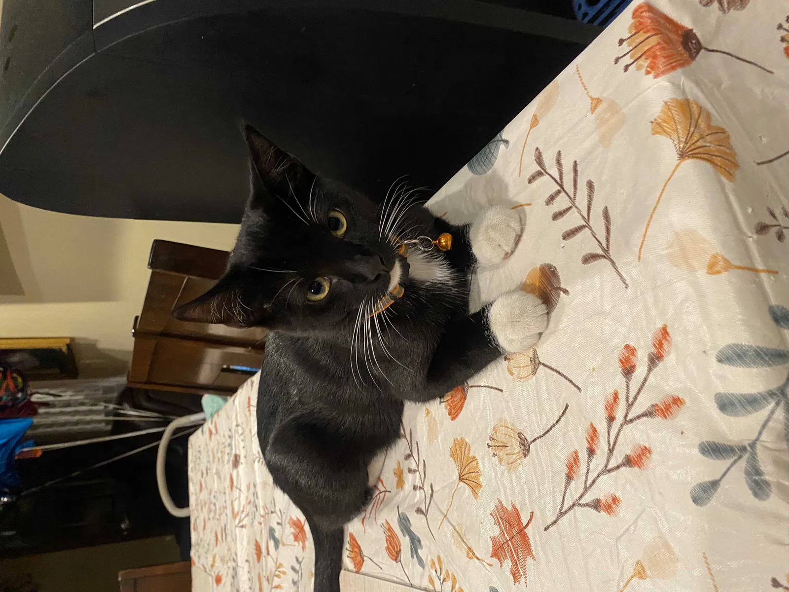 Lost cat in Baldwin Park, CA, 91706