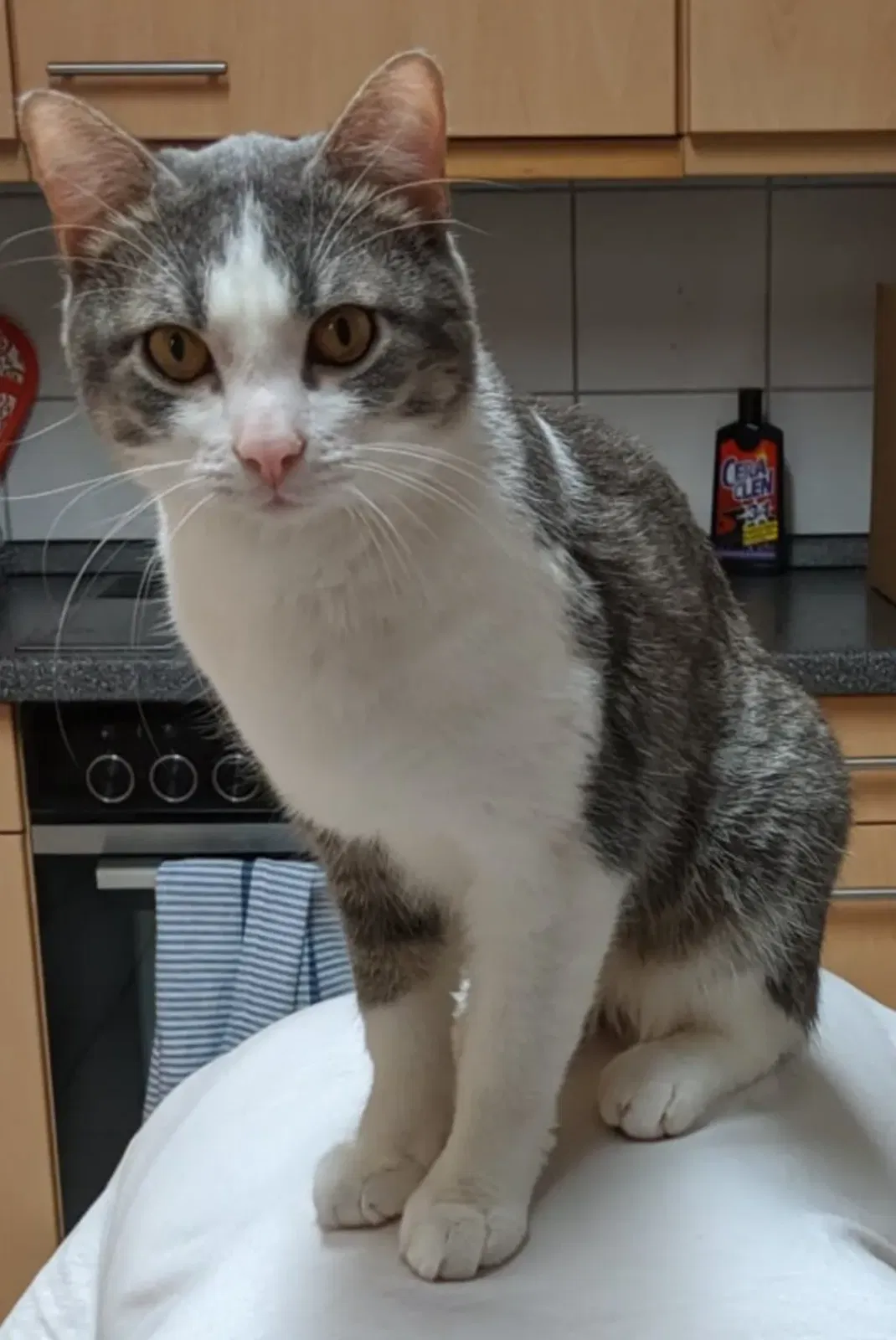 Lost cat in Colorado Springs, CO, 80925