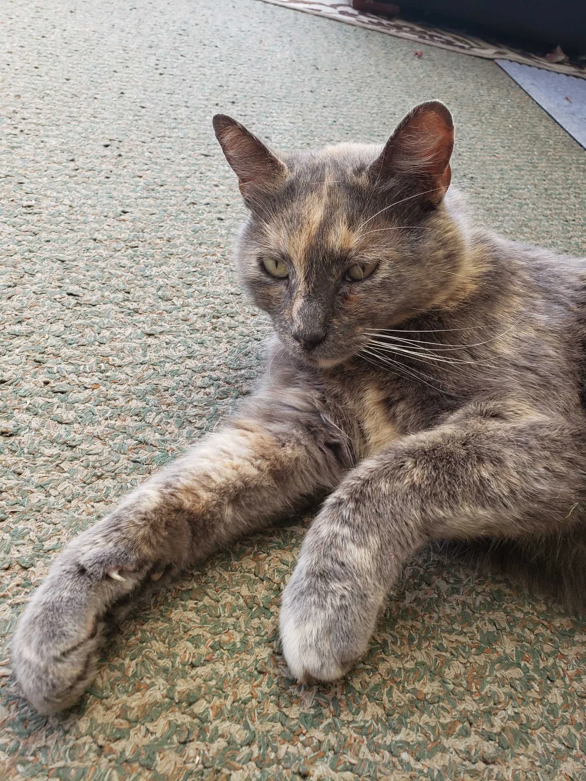 Found cat in Anaheim, CA, 92806