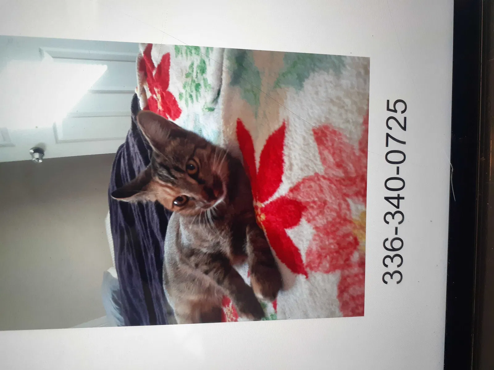 Lost cat in Lexington, NC, 27292