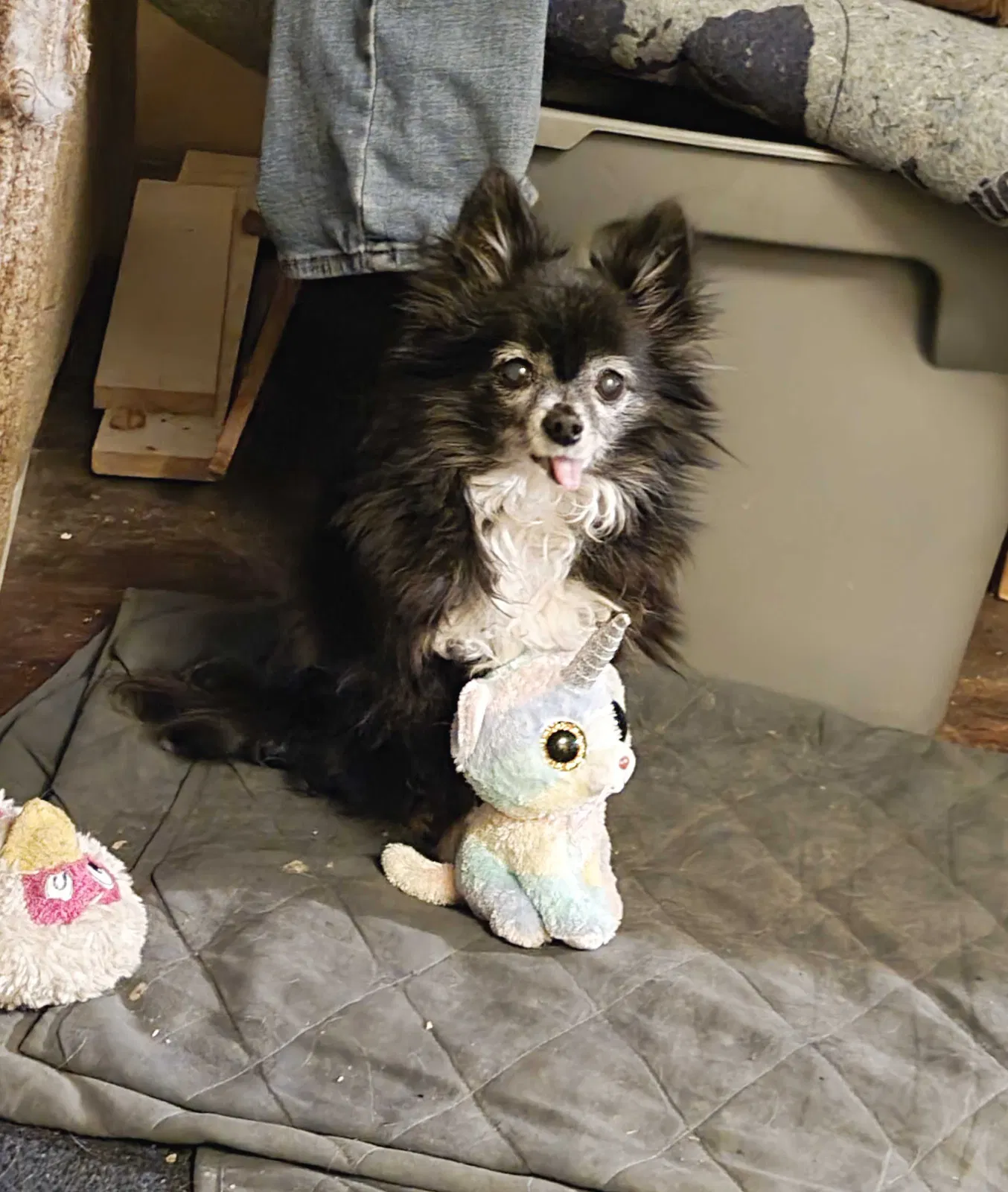 Lost dog in Chloride, AZ, 86431