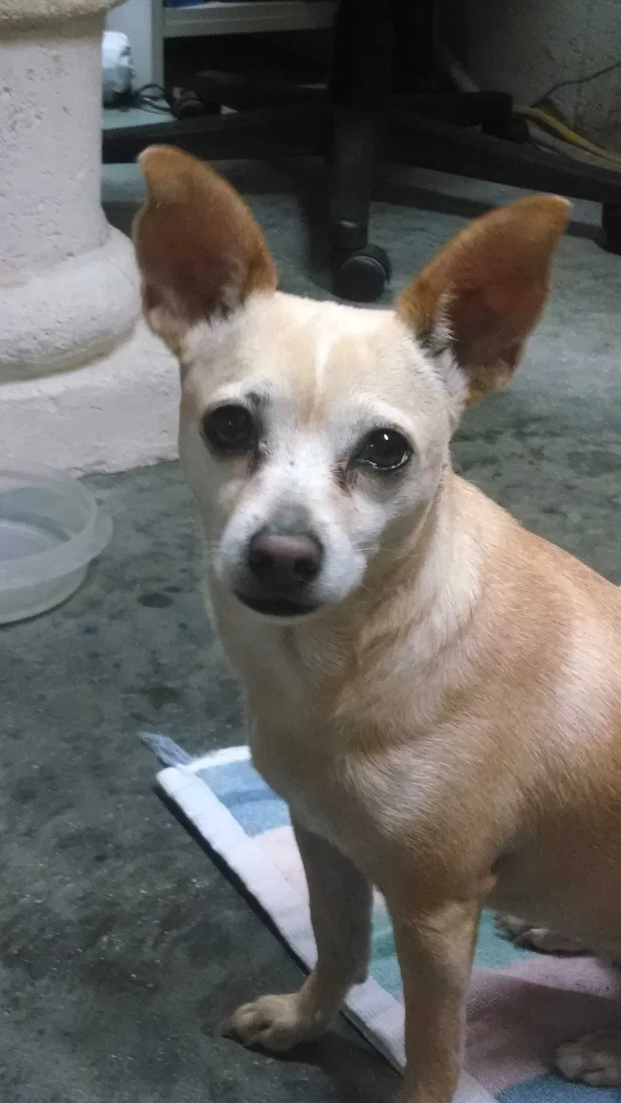 Lost dog in Bonita Springs, FL, 34135