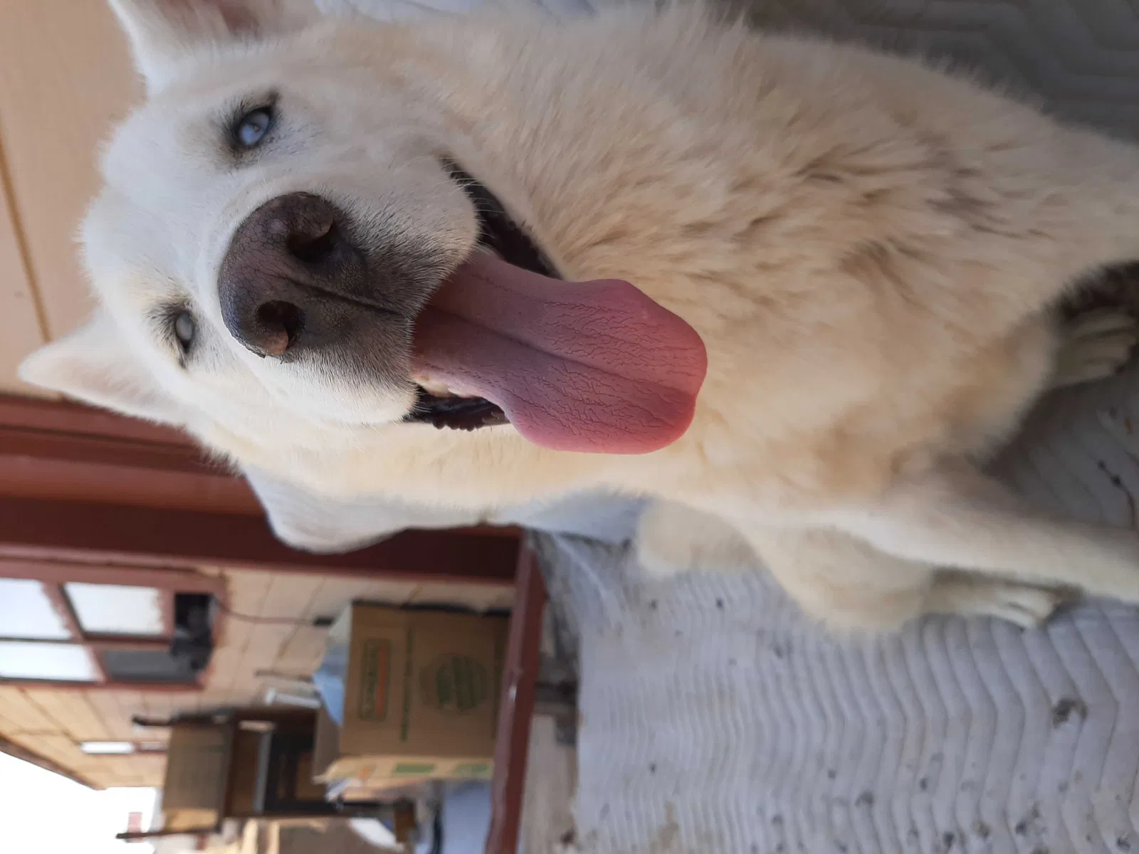 Found dog in Las Cruces, NM, 88012