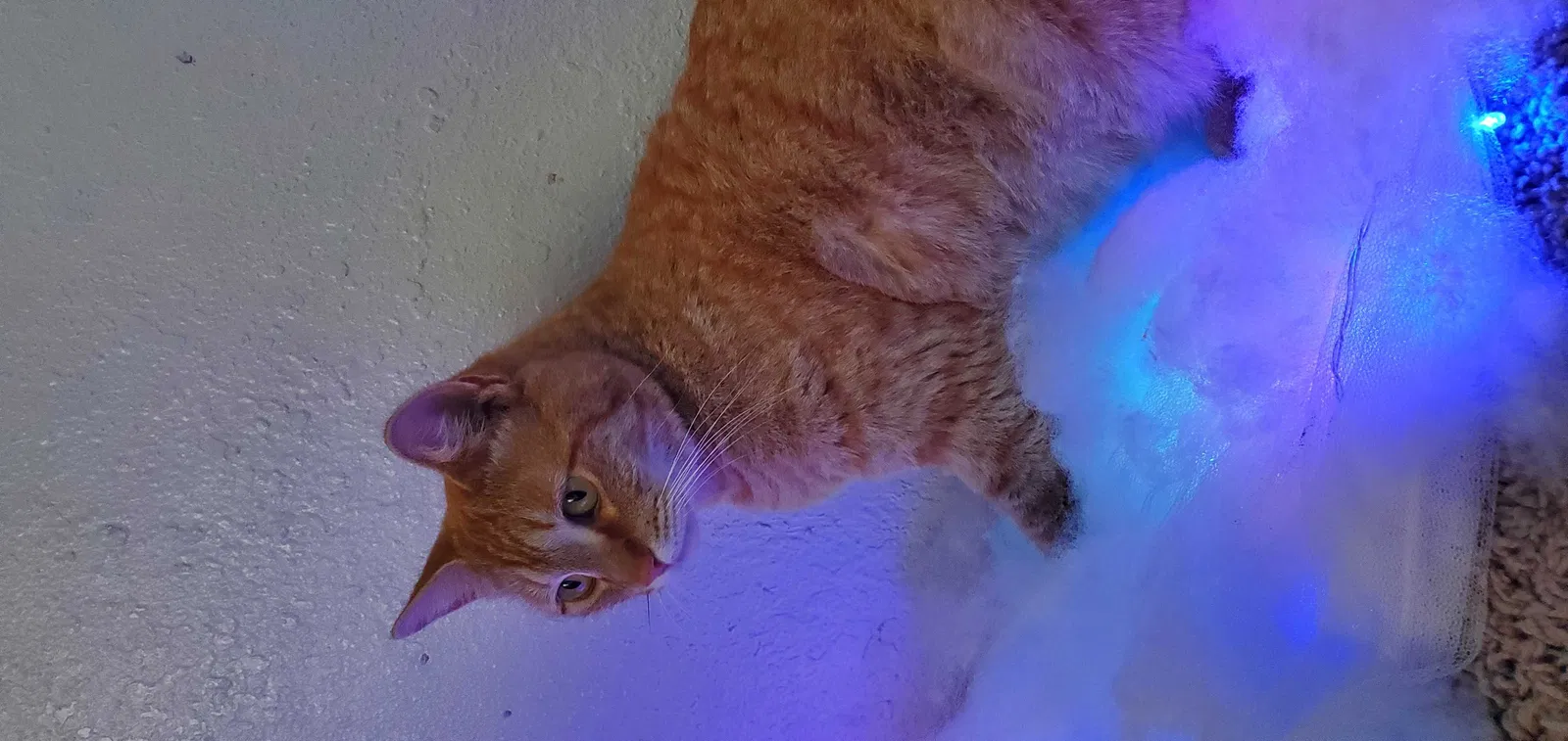 Lost cat in Vacaville, CA, 95688