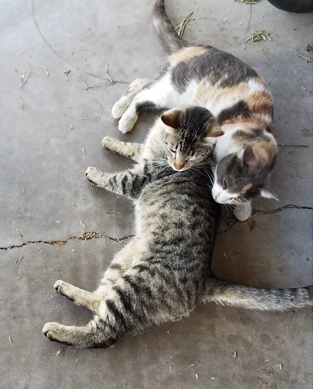 Lost cat in Phoenix, AZ, 85043