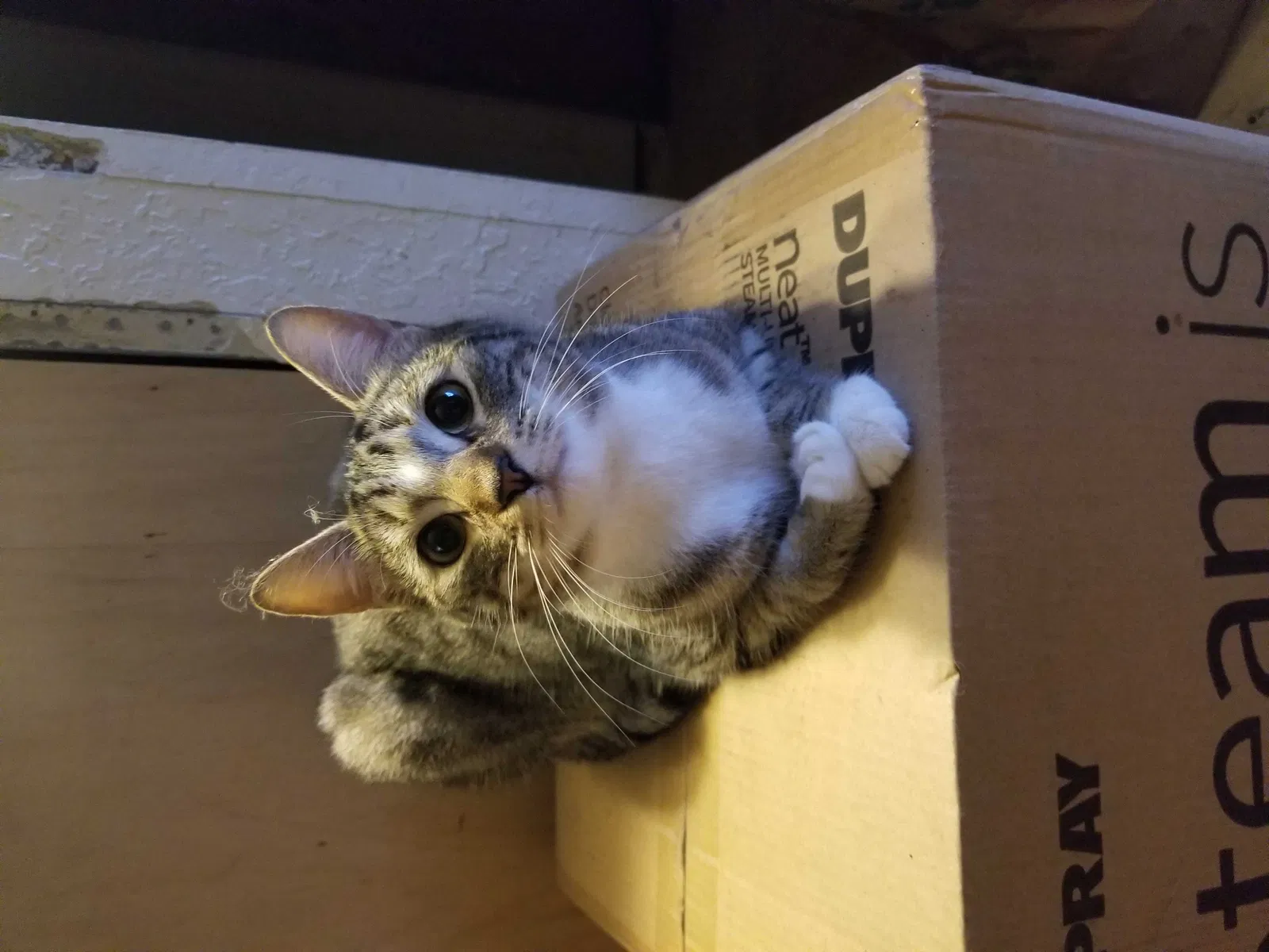 Lost cat in Lynnwood, WA, 98037