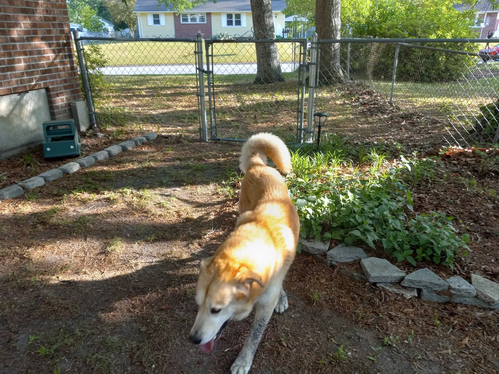 Found dog in Jacksonville, NC, 28540