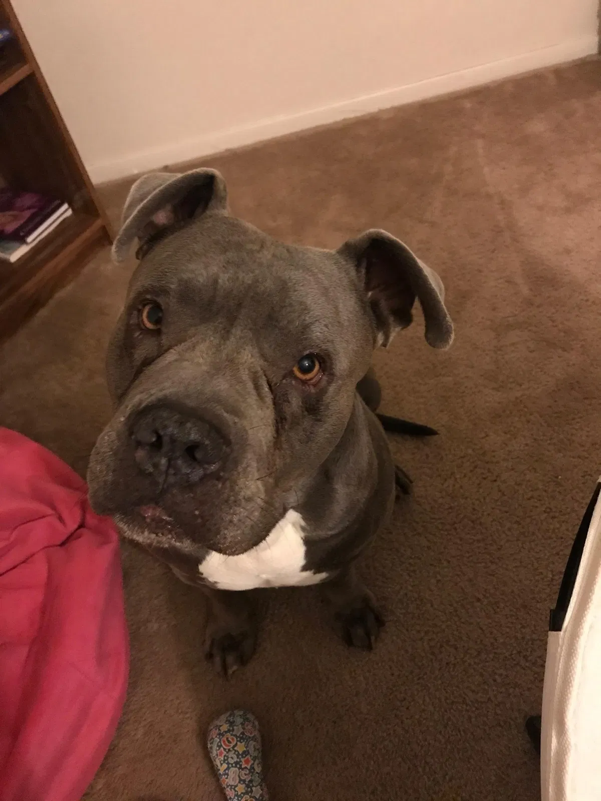 Lost dog in Lancaster, CA, 93535