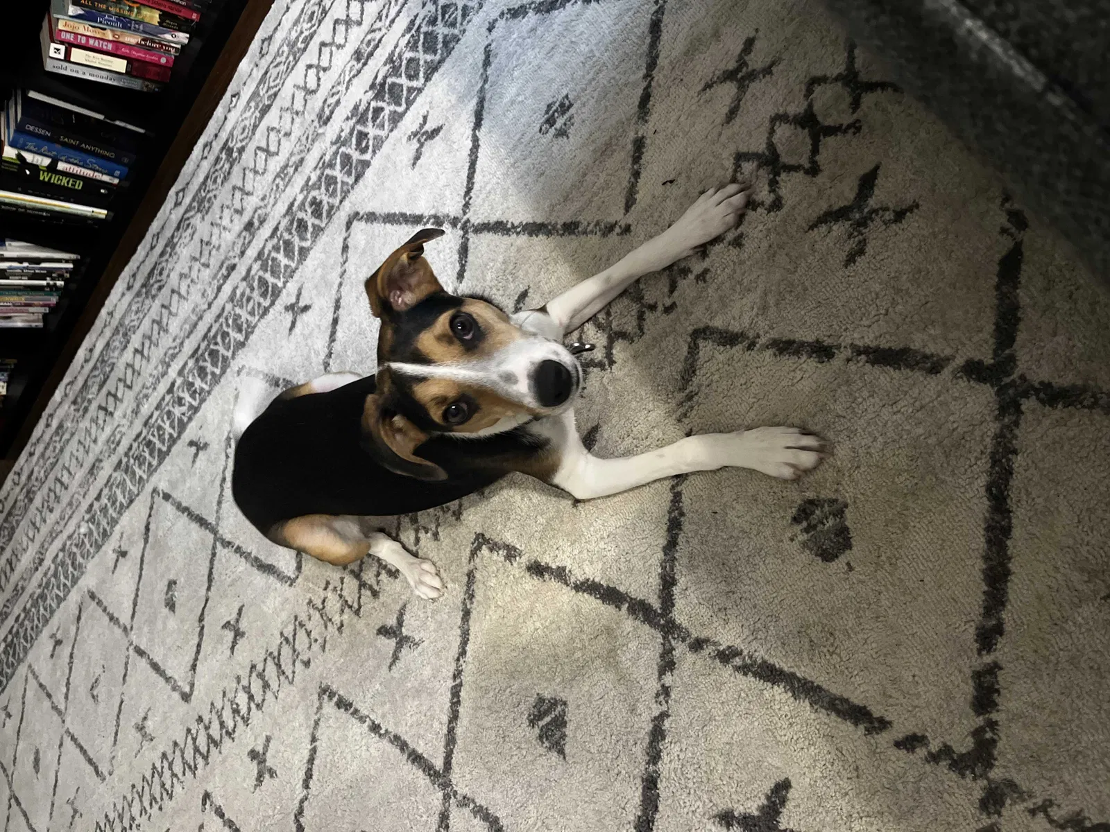 Lost dog in Hamilton, OH, 45013