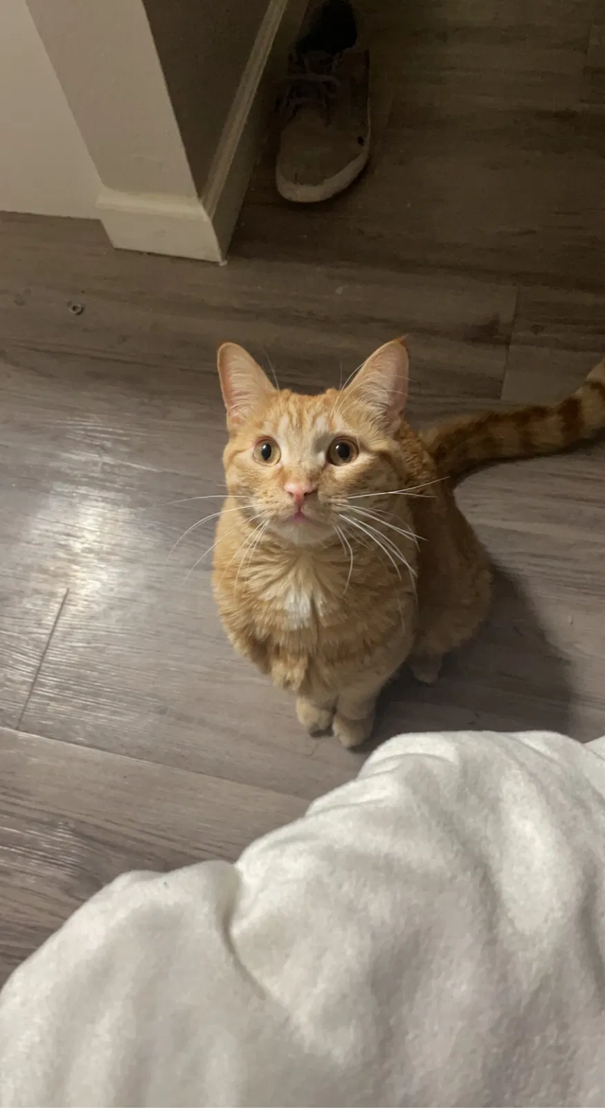Lost cat in Albuquerque, NM, 87109