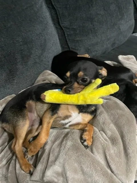 Lost dog in Groveland, FL, 34736