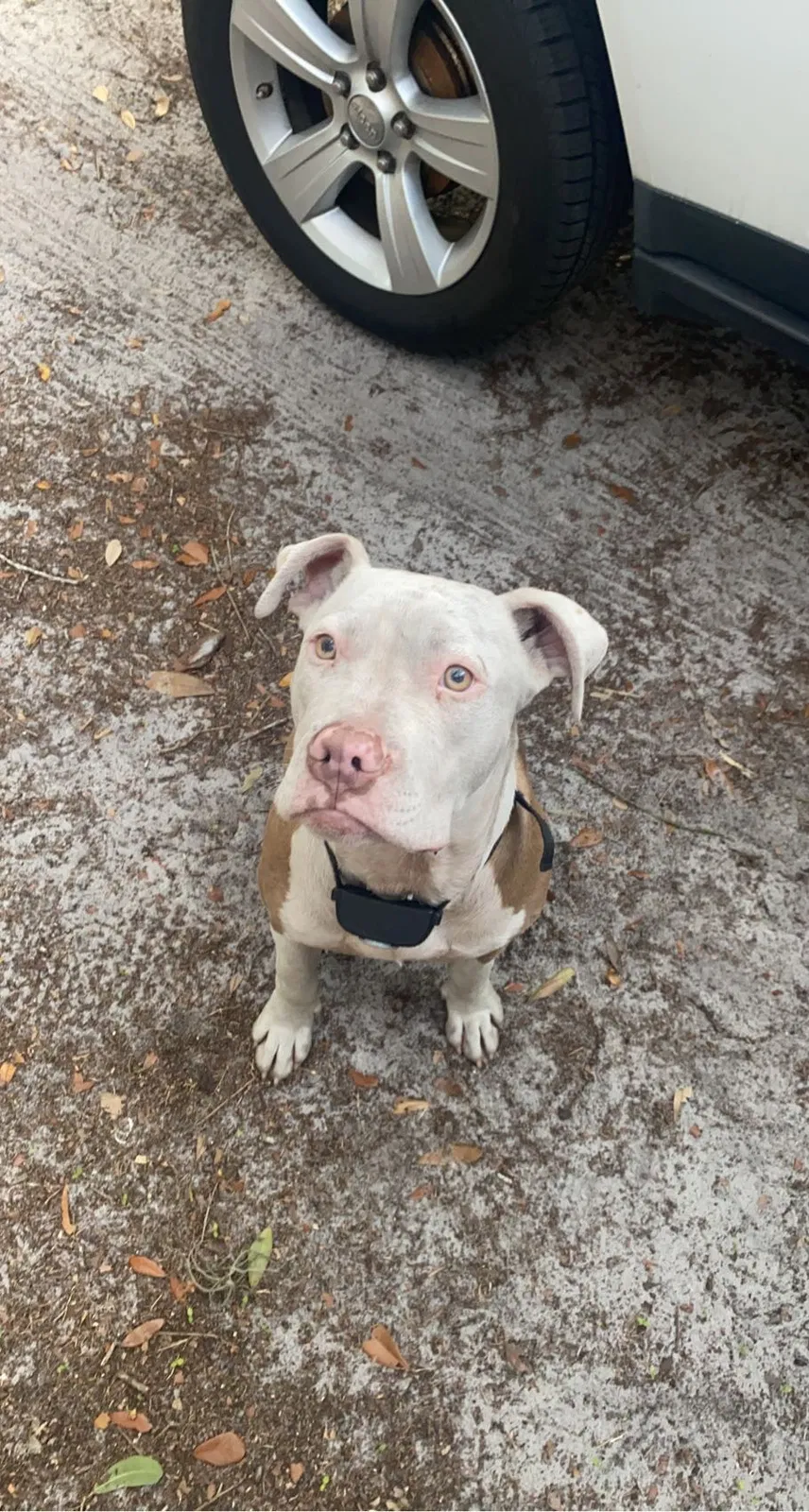 Lost dog in Plant City, FL, 33565