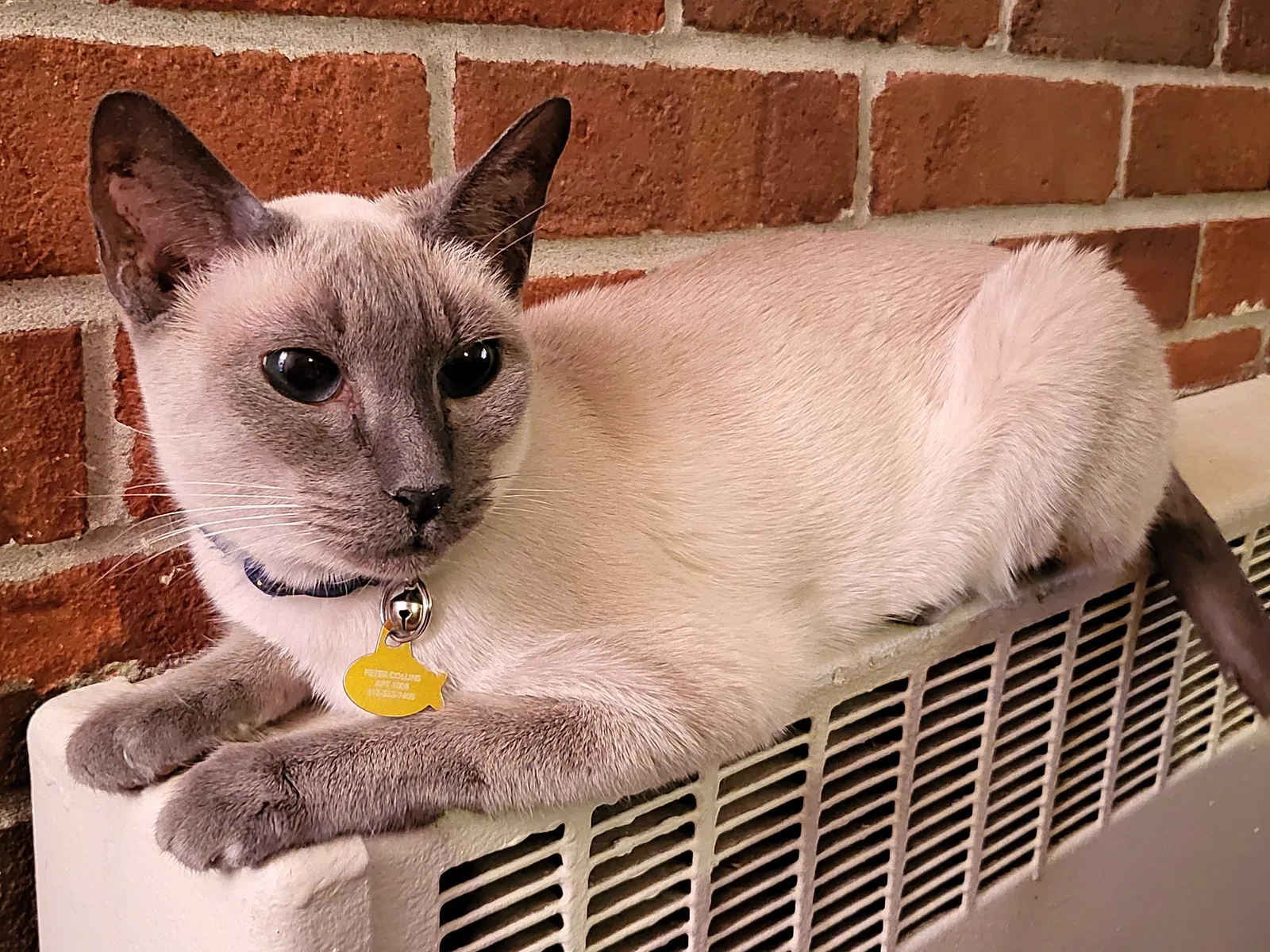 Lost cat in Livonia, MI, 48152
