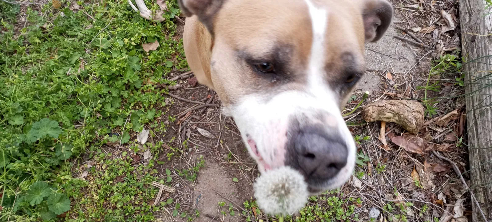 Lost dog in Wichita, KS, 67217