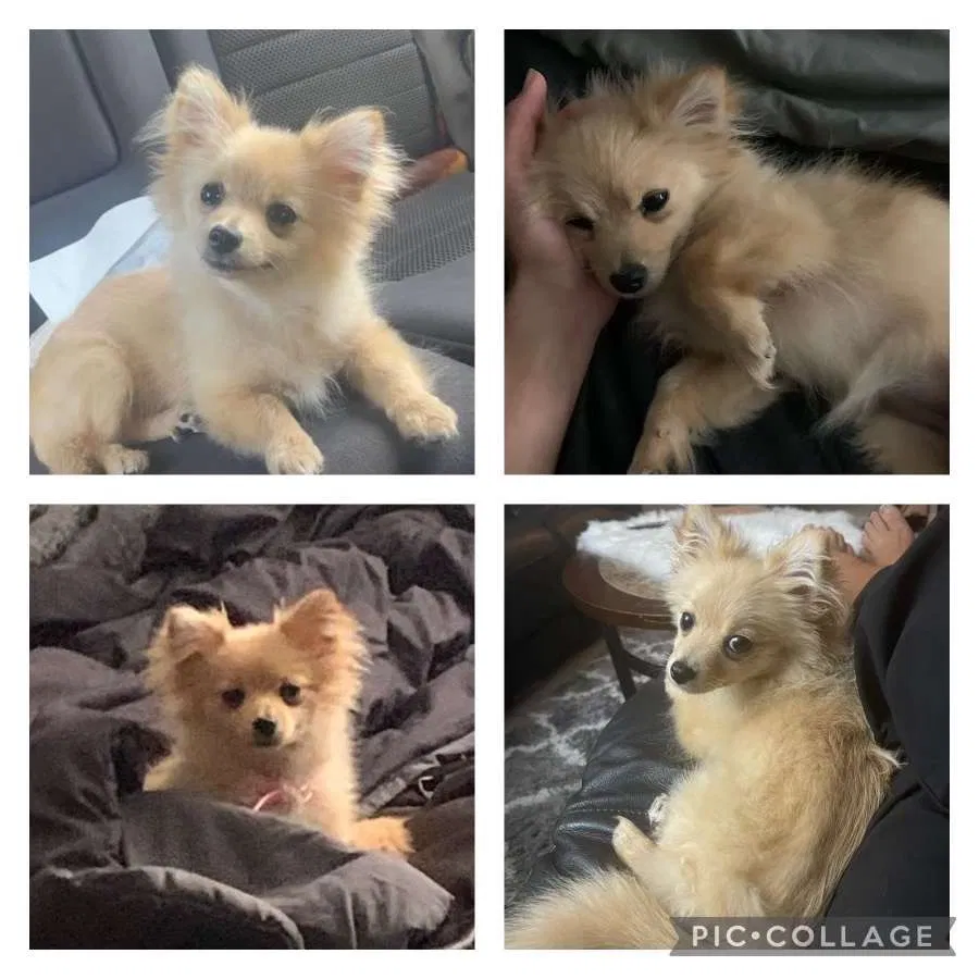 Lost dog in Tarpon Springs, FL, 34688