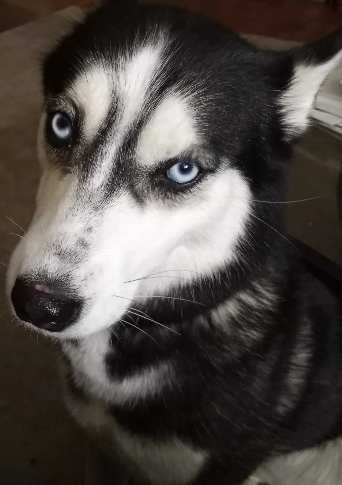 Lost dog in Florissant, MO, 63031