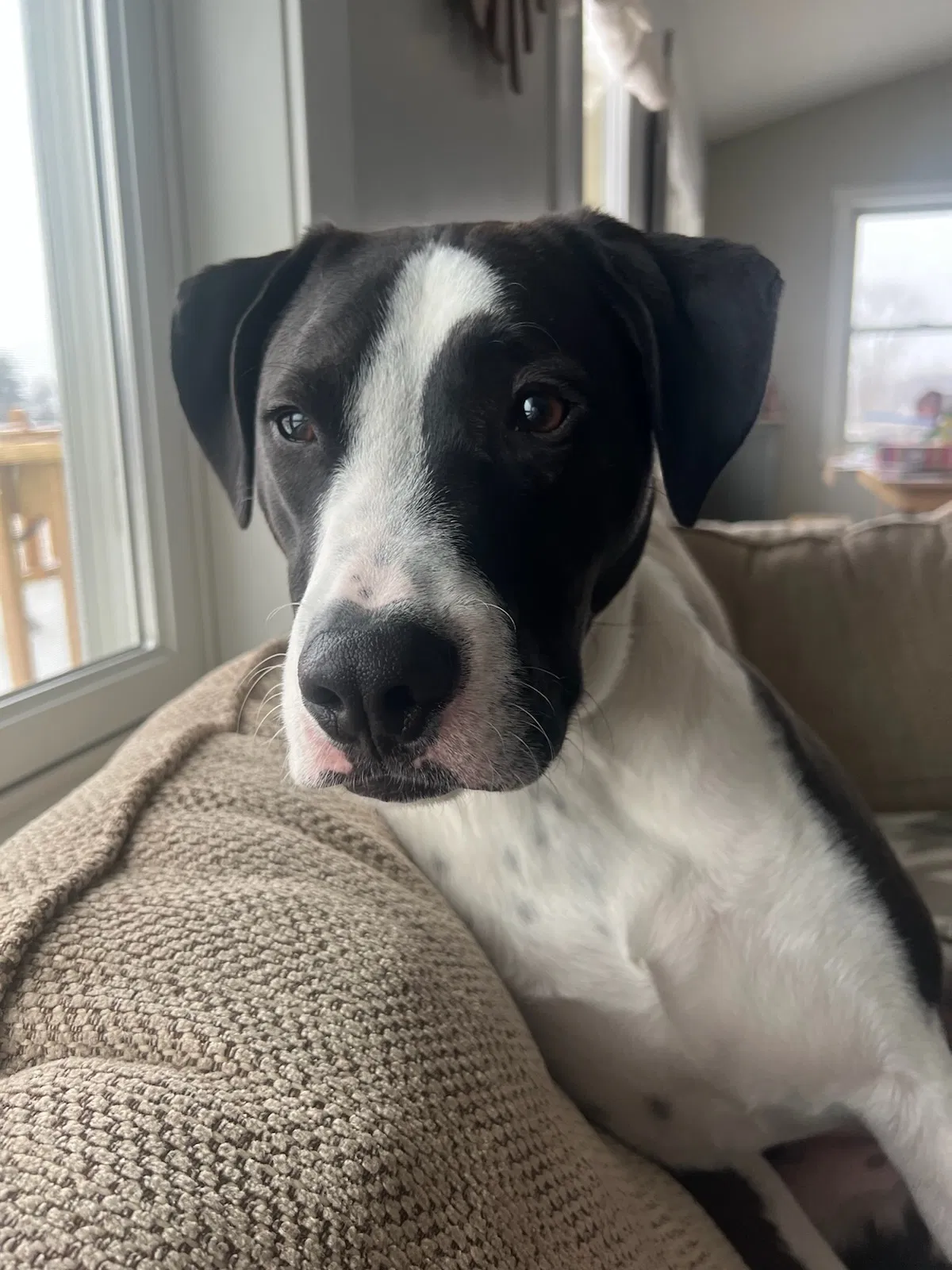 Lost dog in New Richmond, WI, 54017