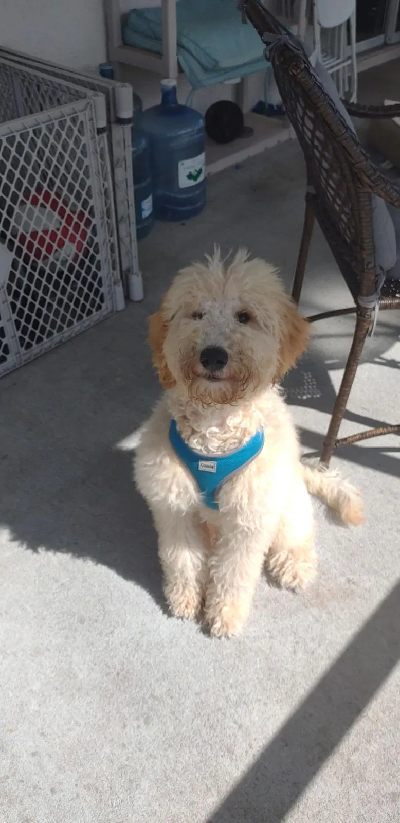 Lost dog in Riverview, FL, 33569