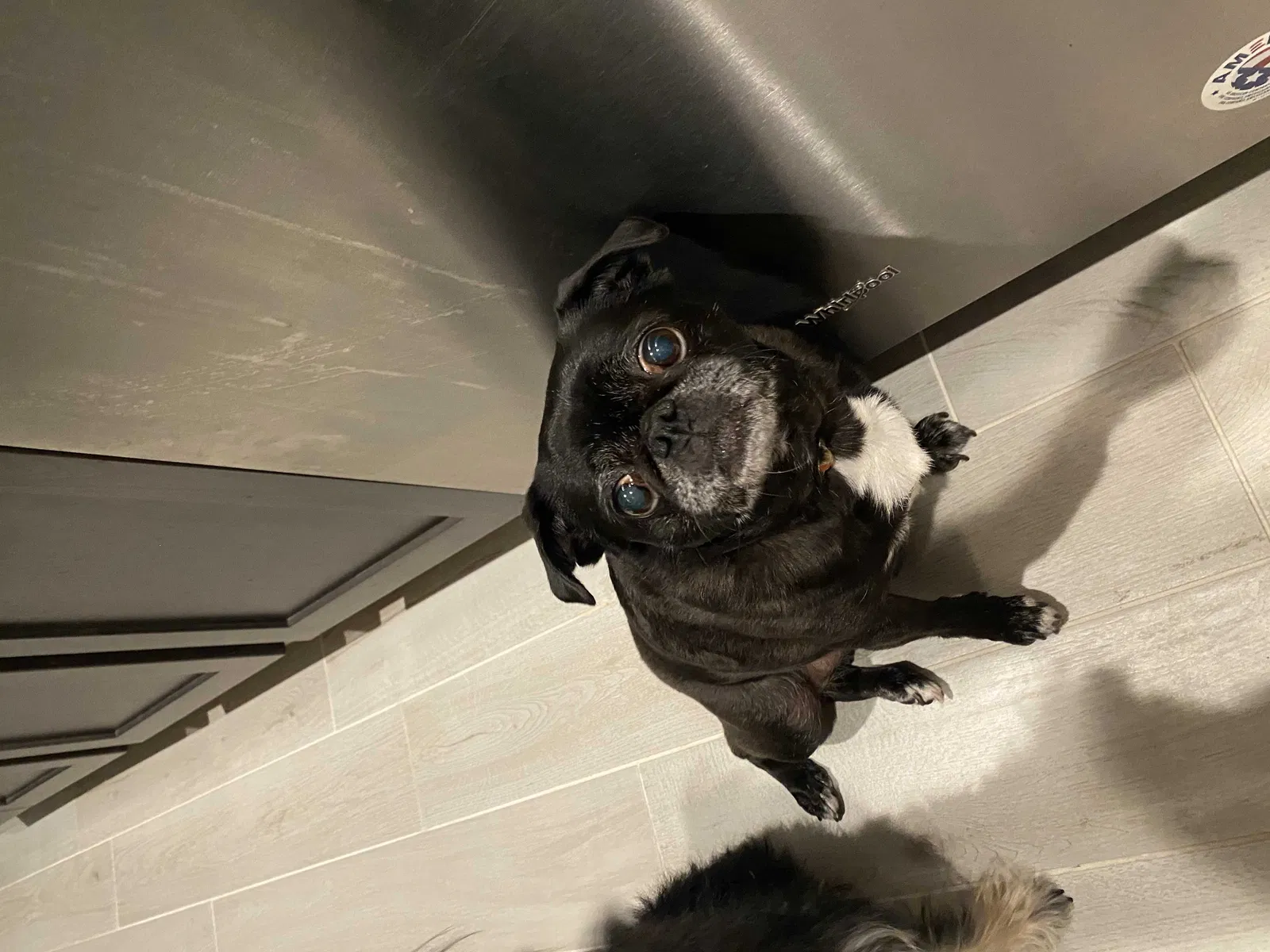 Lost dog in Austin, TX, 78744