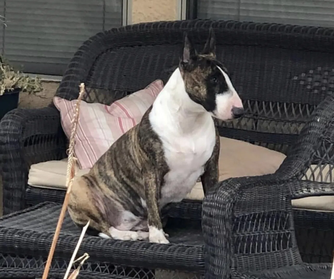 Lost dog in El Paso, TX, 79936