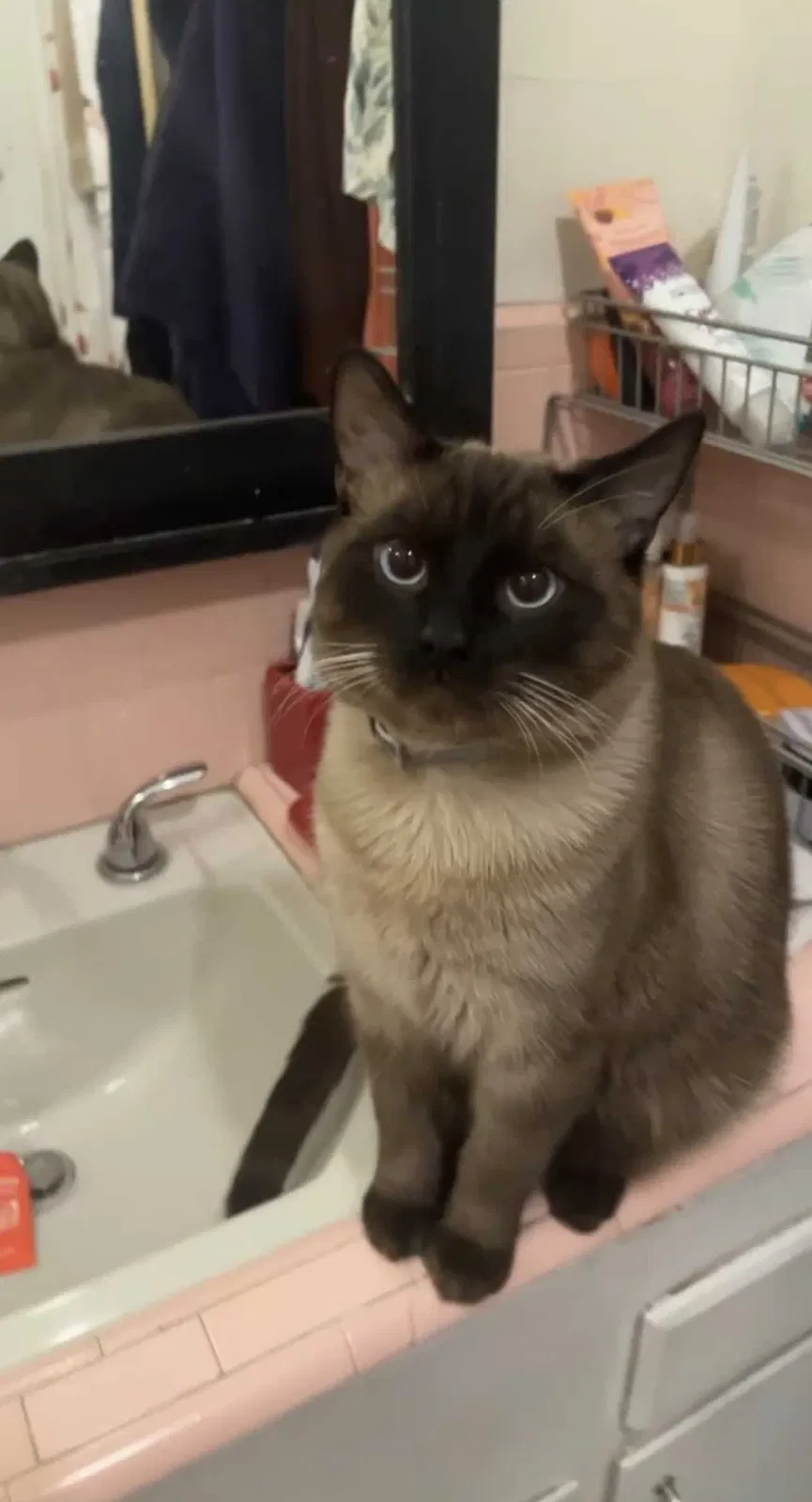 Lost cat in Fullerton, CA, 92832