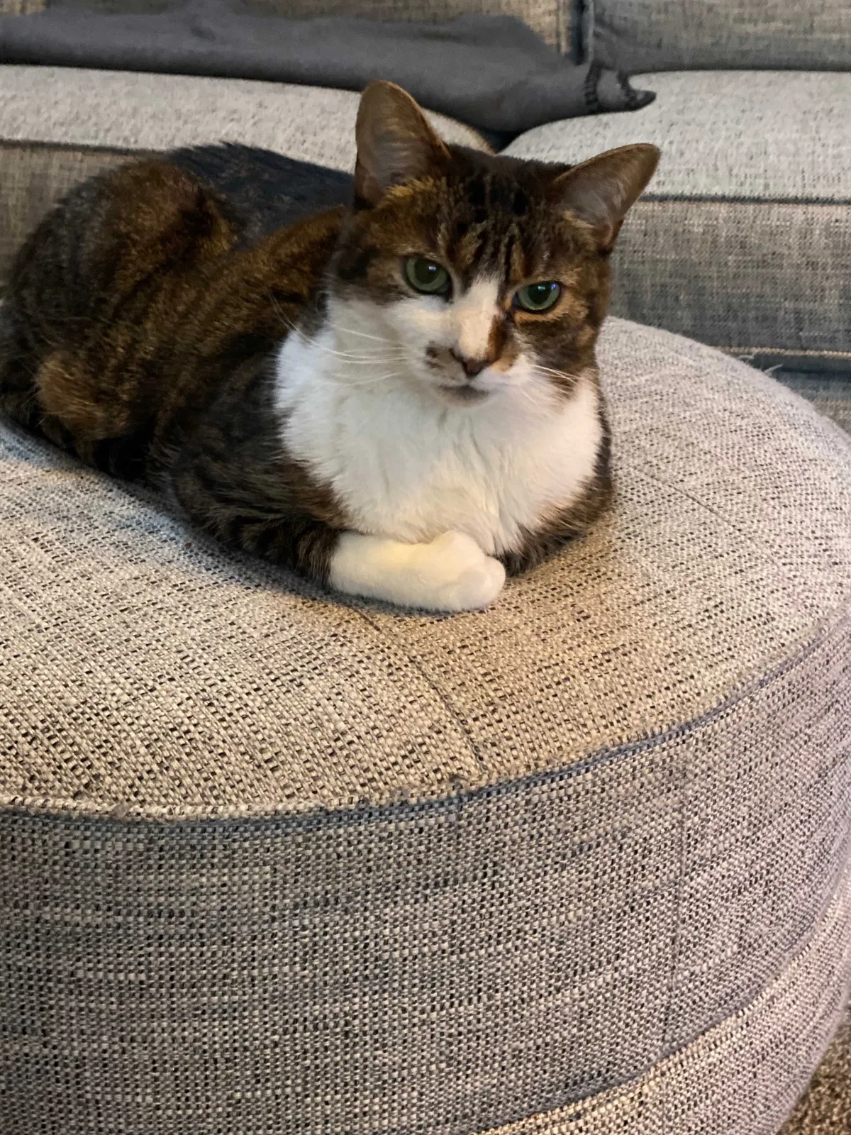 Lost cat in Haverhill, MA, 1830