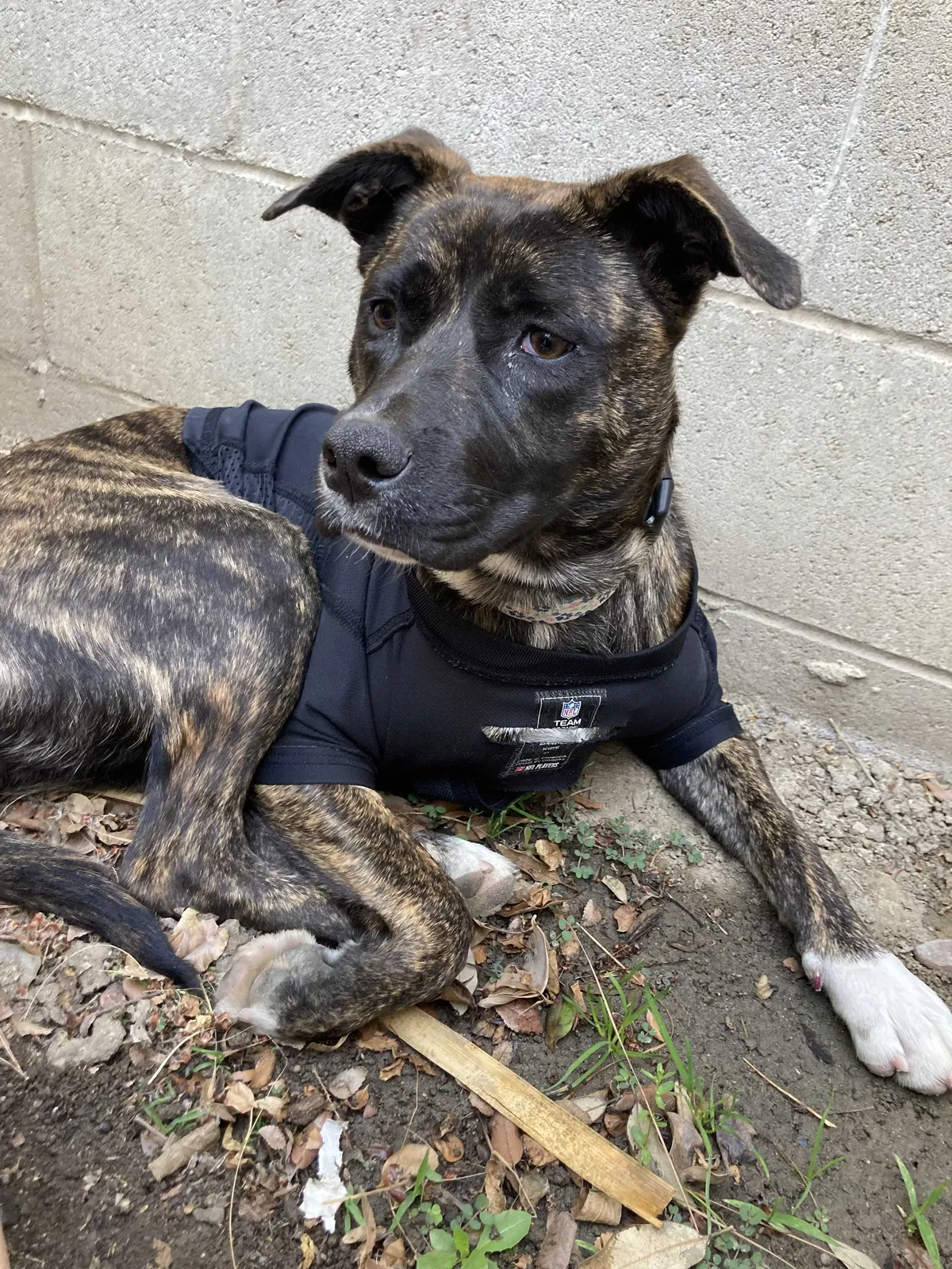Lost dog in Bakersfield, CA, 93301