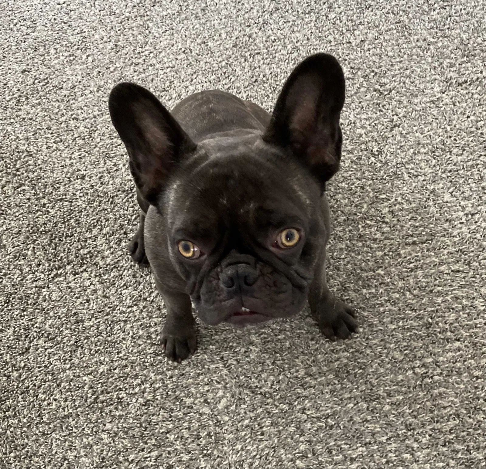 Lost dog in Wichita, KS, 67212