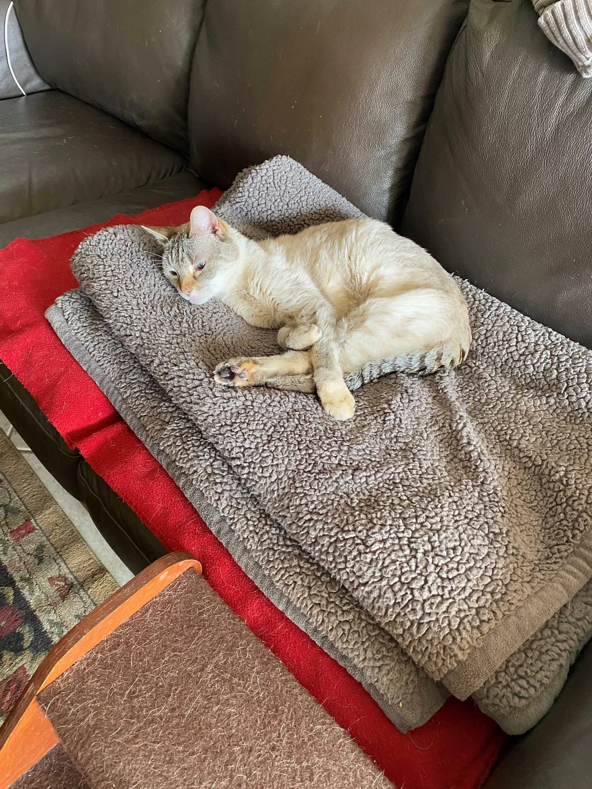 Lost cat in Gilbert, AZ, 85296