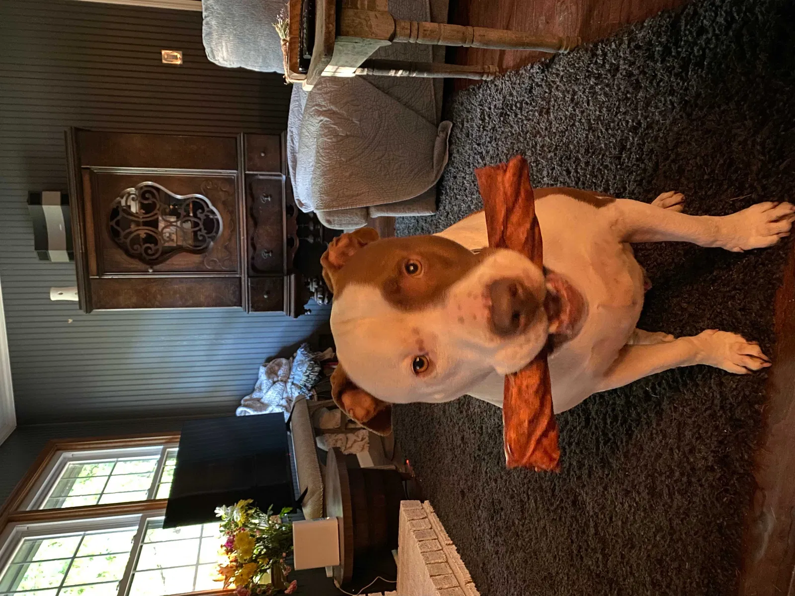 Lost dog in Lithonia, GA, 30038