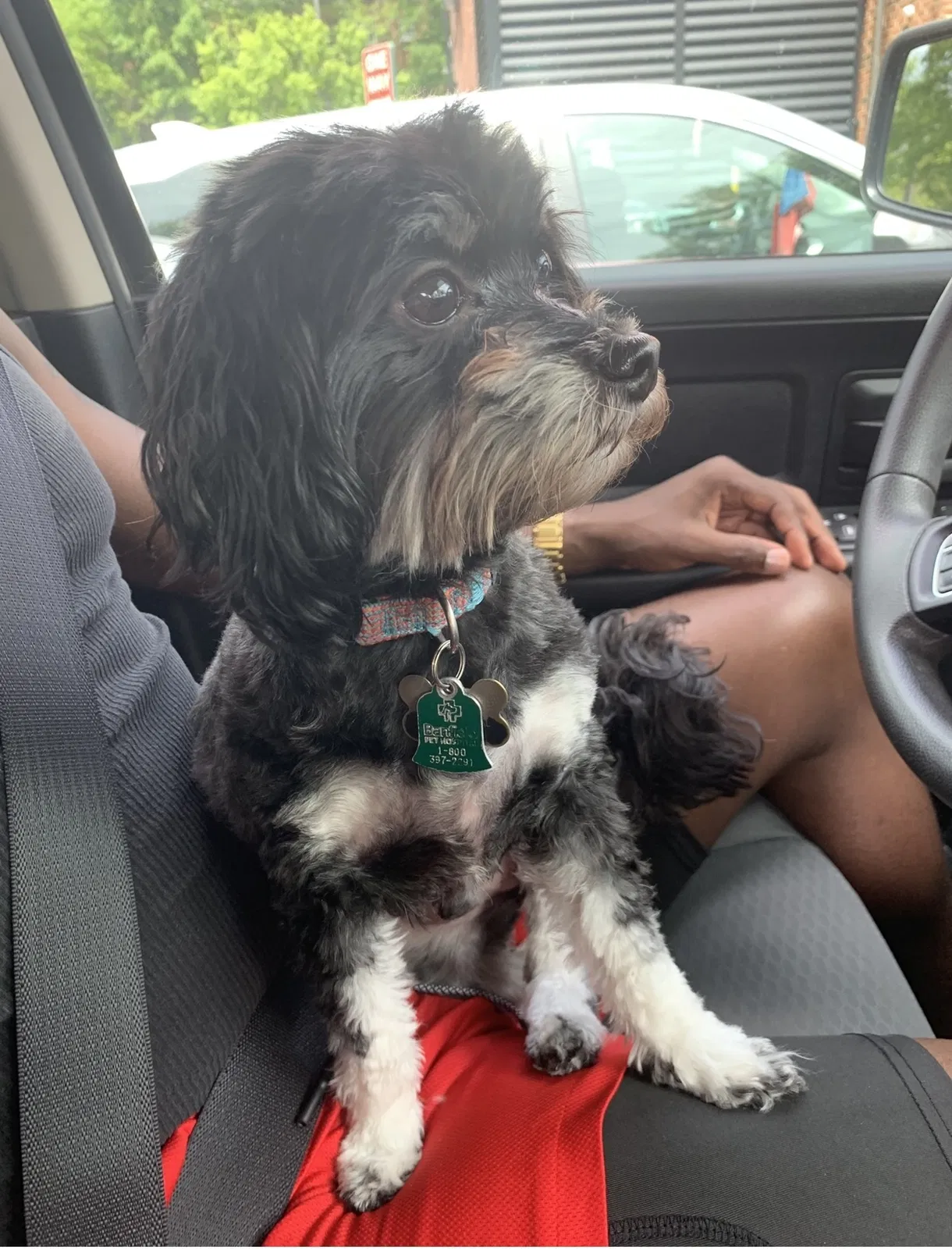 Lost dog in Atlanta, GA, 30310