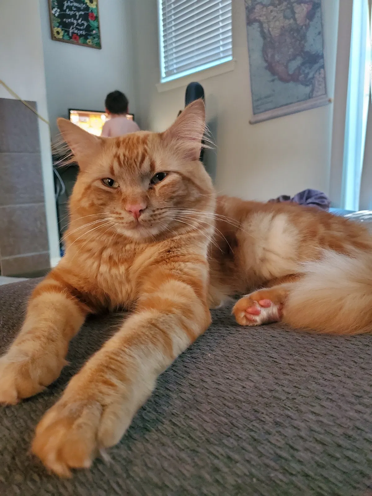 Lost cat in Portland, OR, 97229