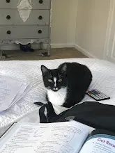 Lost cat in Warrenton, VA, 20187