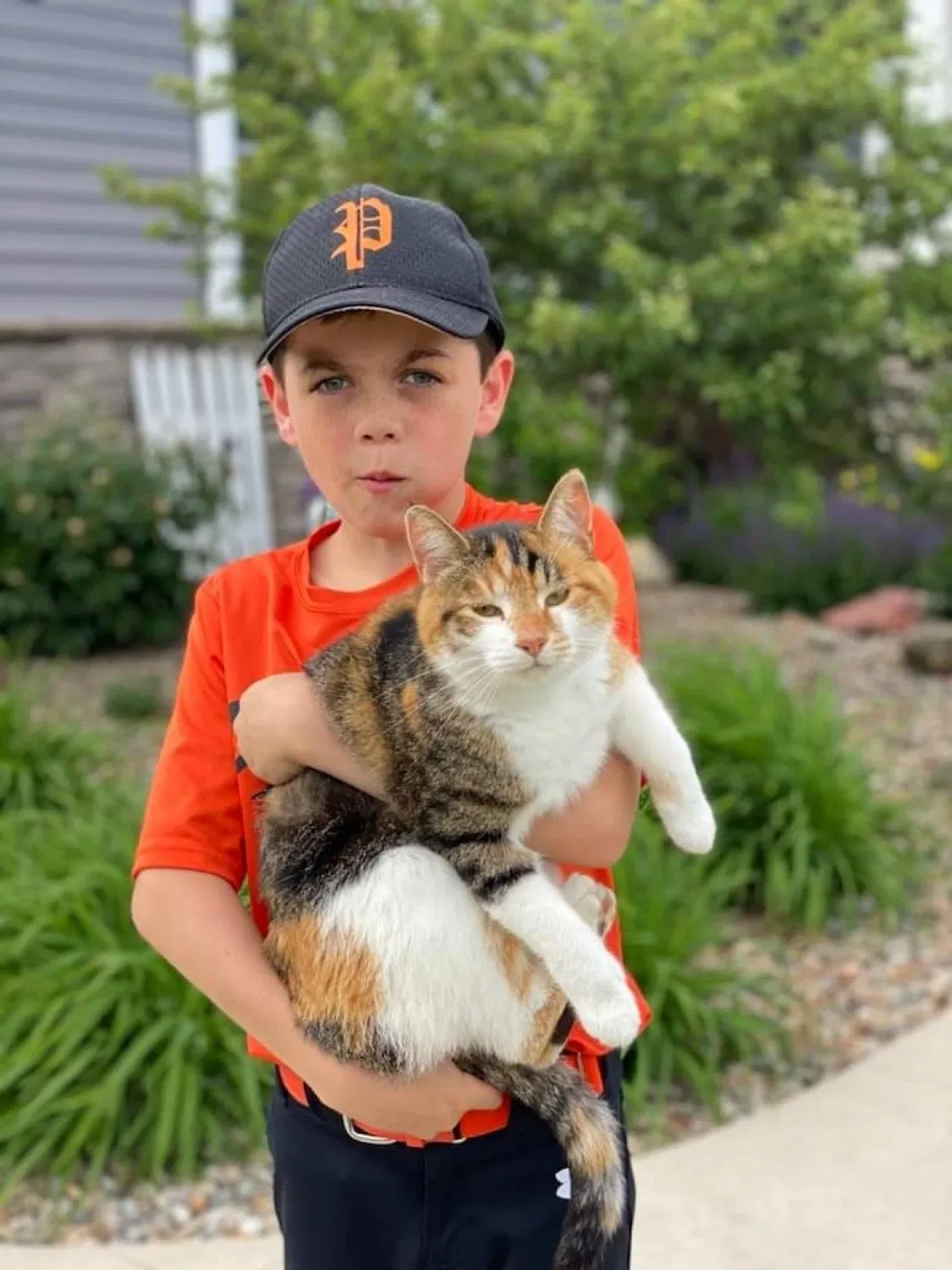 Lost cat in West Des Moines, IA, 50266