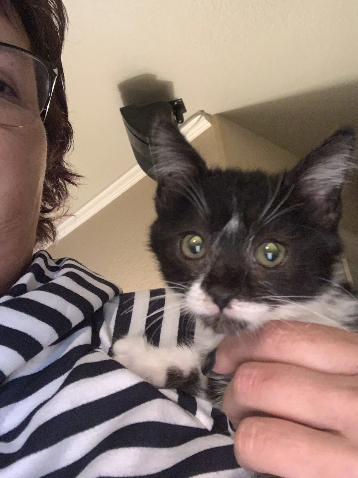 Lost cat in Temecula, CA, 92592