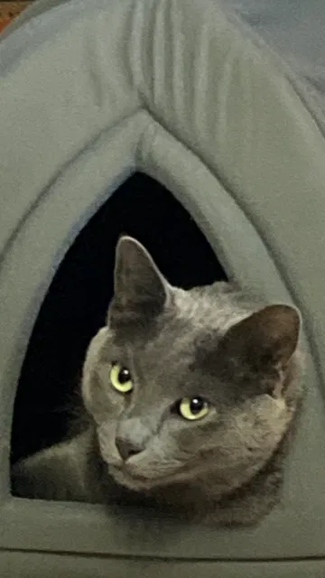 Lost cat in La Porte, TX, 77571