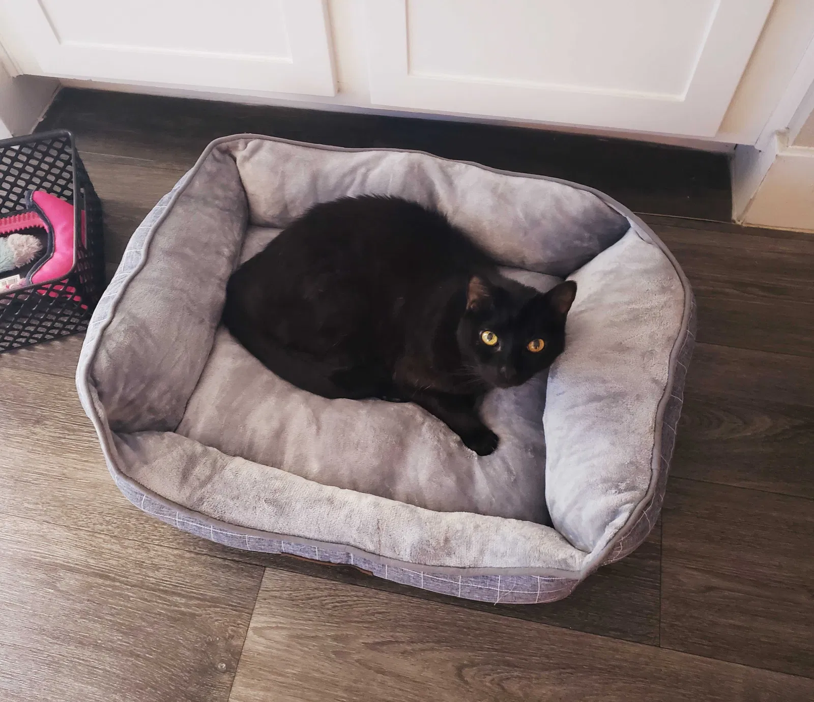 Lost cat in Henderson, NV, 89014