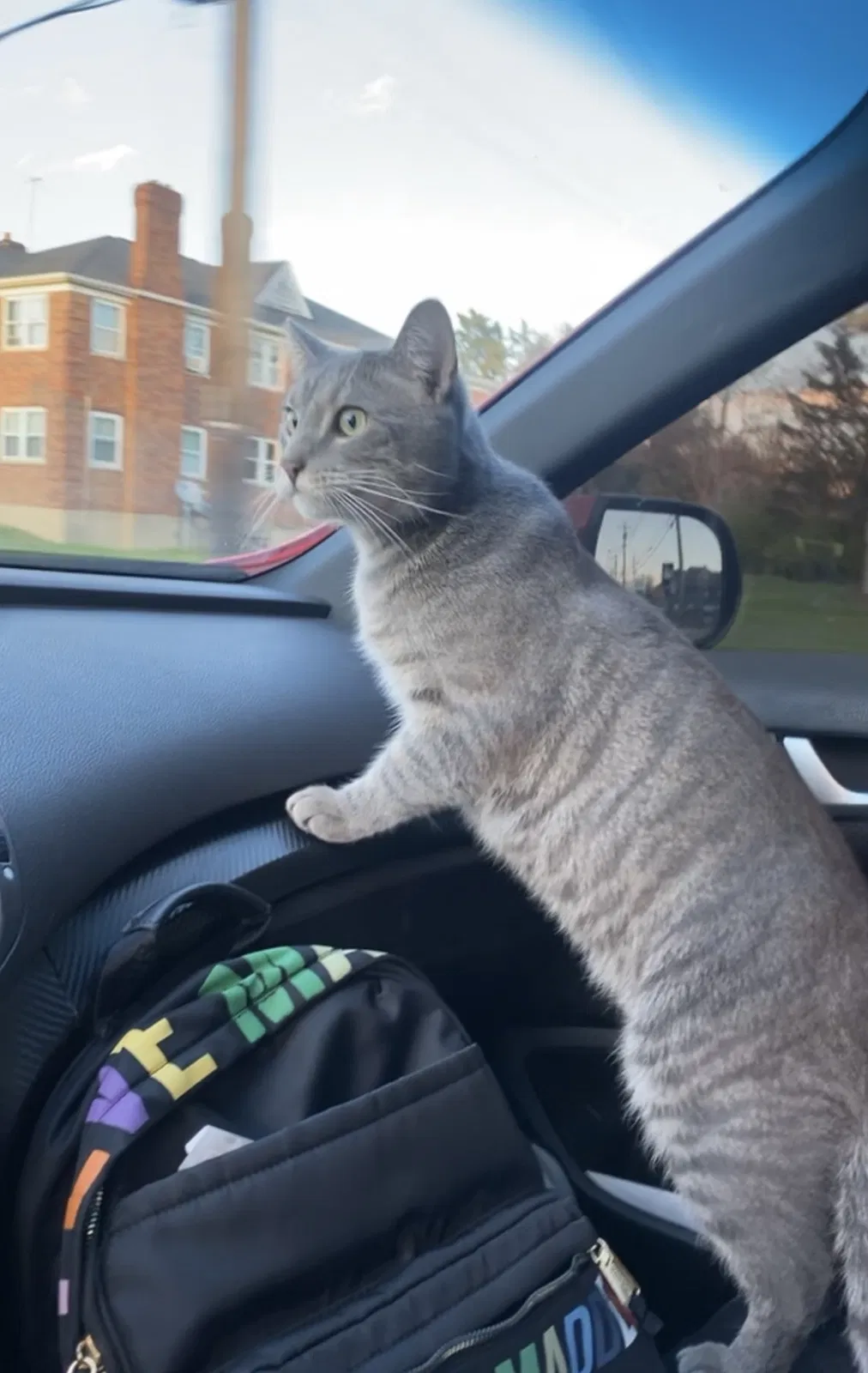 Lost cat in Cincinnati, OH, 45237