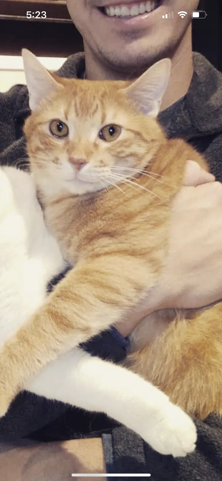 Lost cat in Pearland, TX, 77581