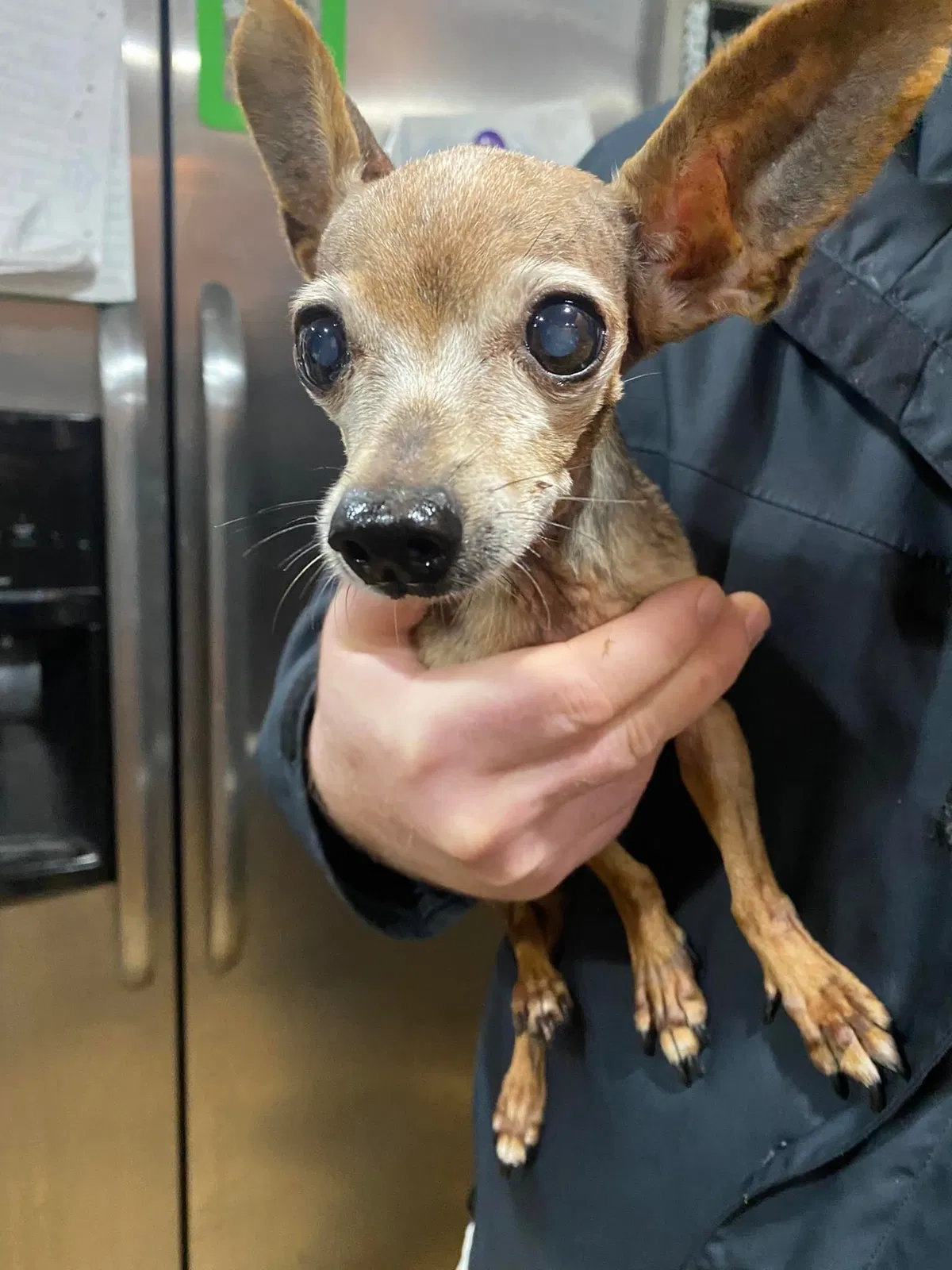 Lost dog in Tacoma, WA, 98407