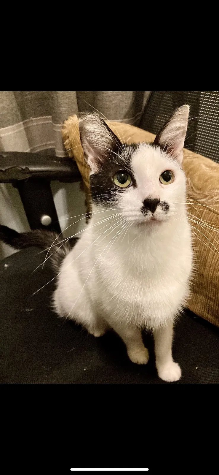 Lost cat in Los Angeles, CA, 90029