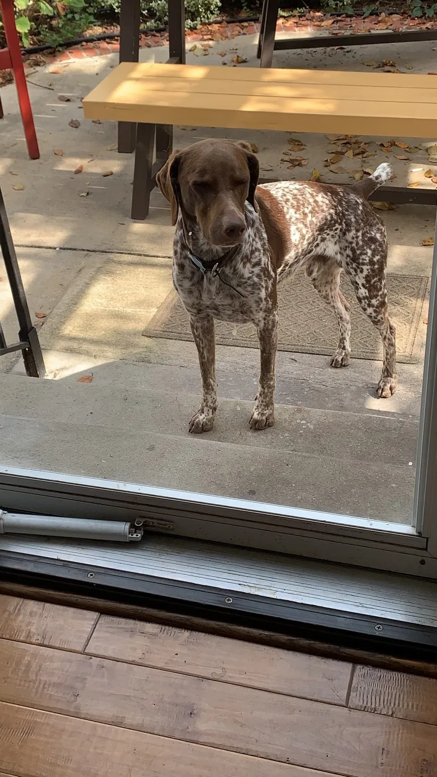 Lost dog in Saint George, UT, 84770