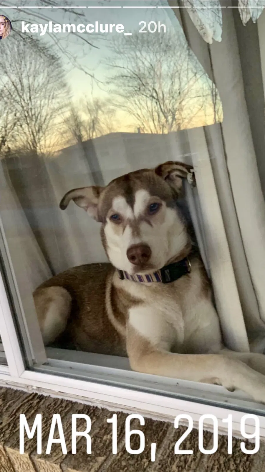 Lost dog in Indianapolis, IN, 46219