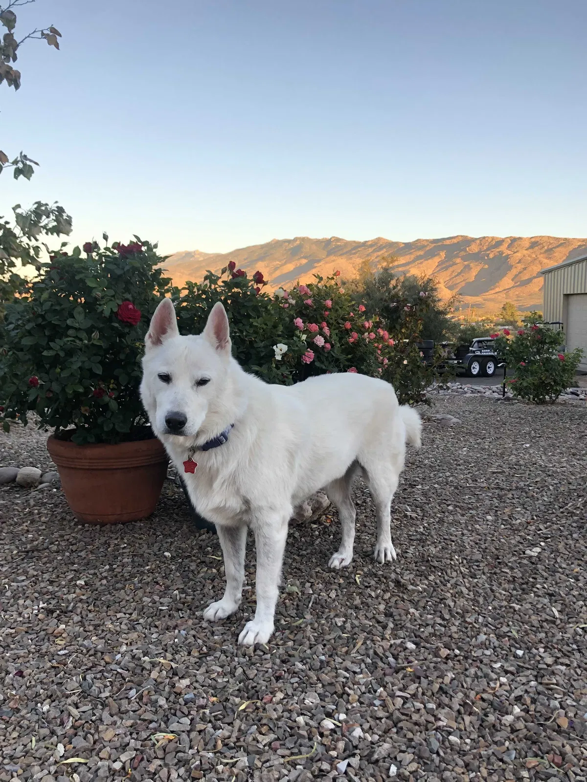 Lost dog in Duncan, OK, 73533