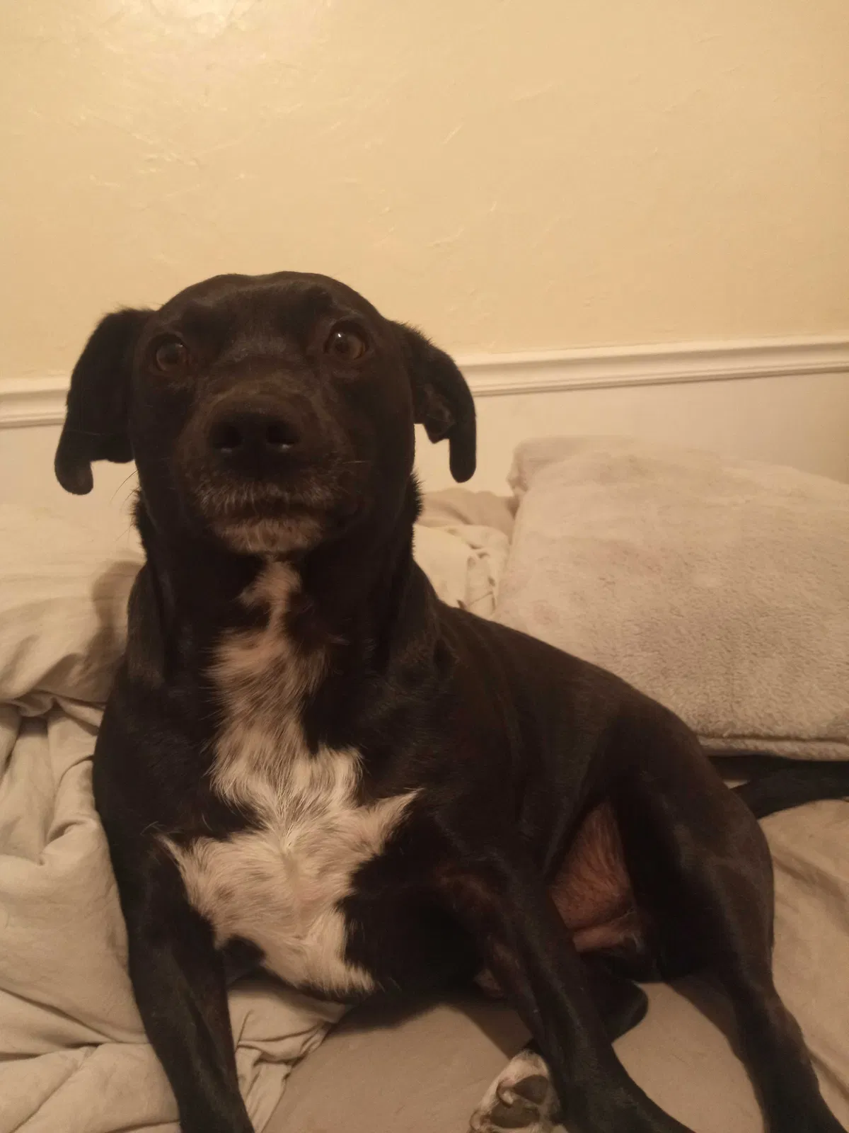 Lost dog in Apple Valley, CA, 92307