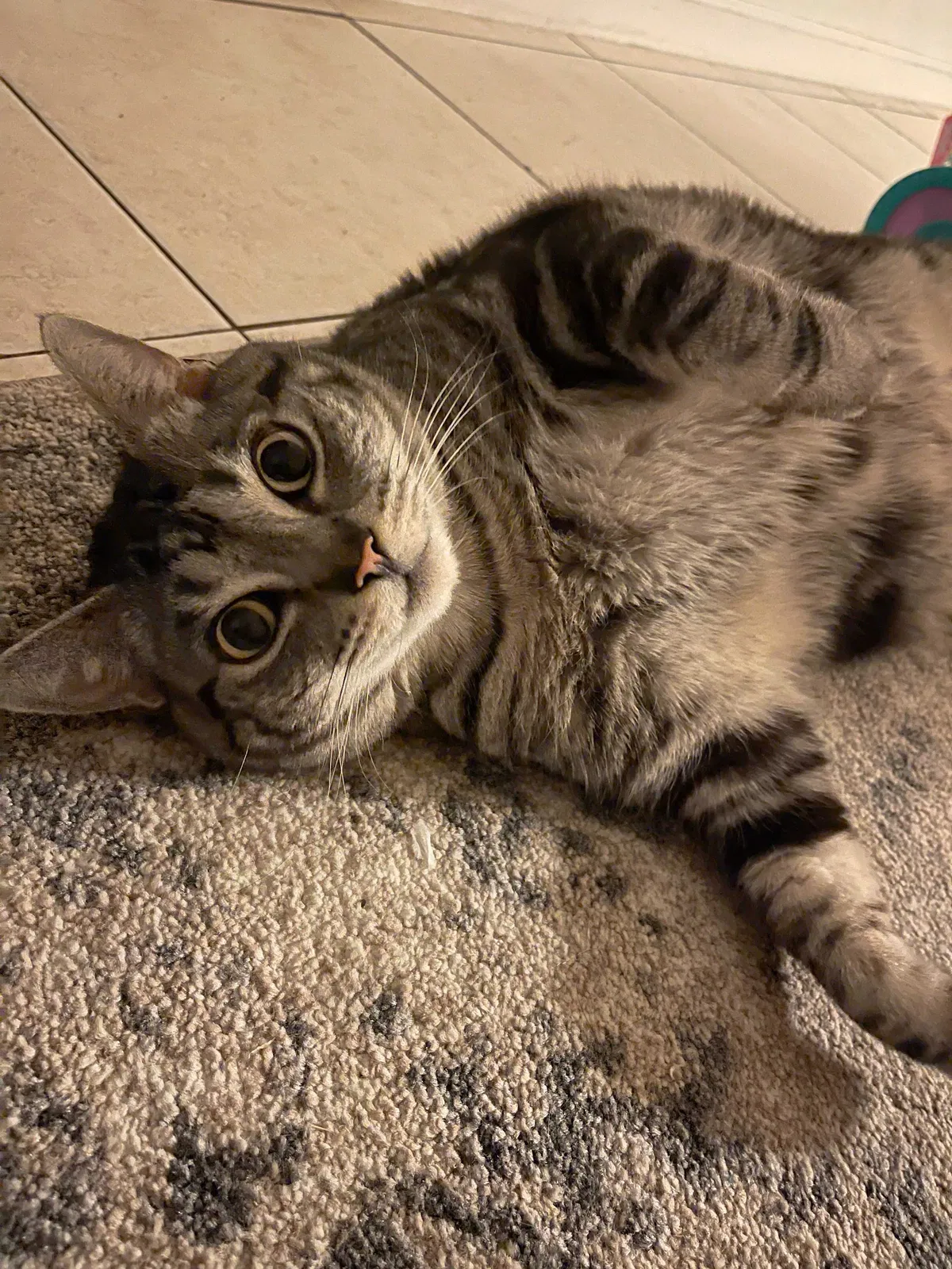 Lost cat in Sacramento, CA, 95824