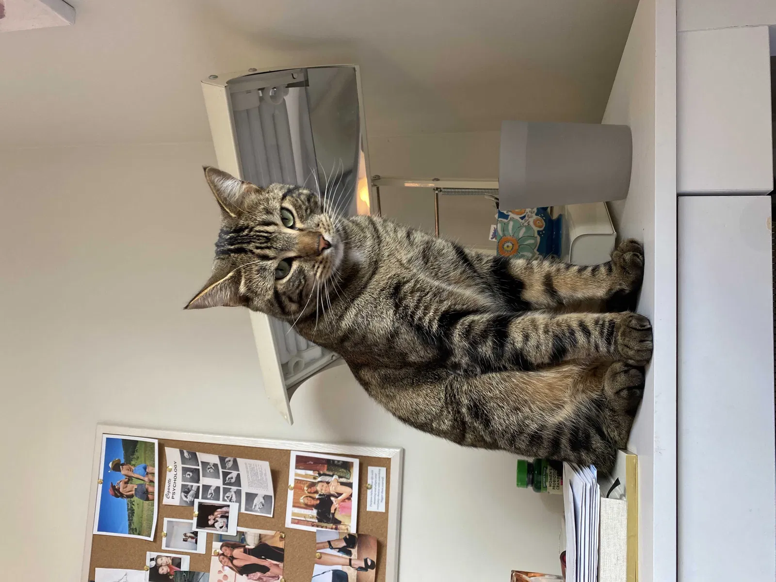 Lost cat in Livingston, MT, 59047