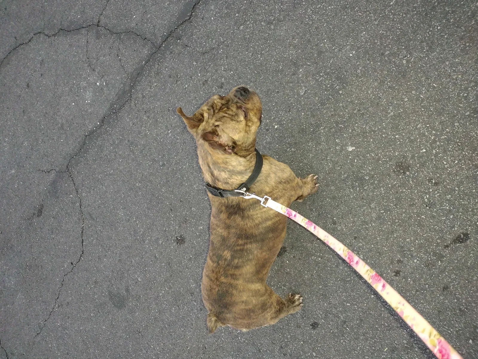 Lost dog in Las Vegas, NV, 89142